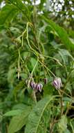 Image of Solanum confusum Morton