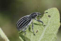 Image of Myrmex vandykei Sleeper 1970