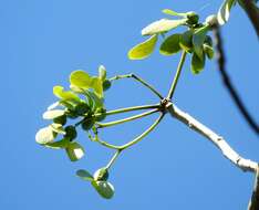 Image of Gyrocarpus Jacq.