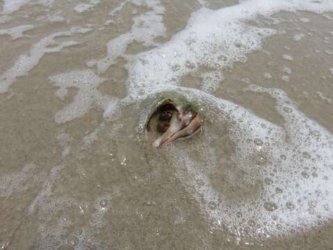 Image of Thinstripe Hermit Crab