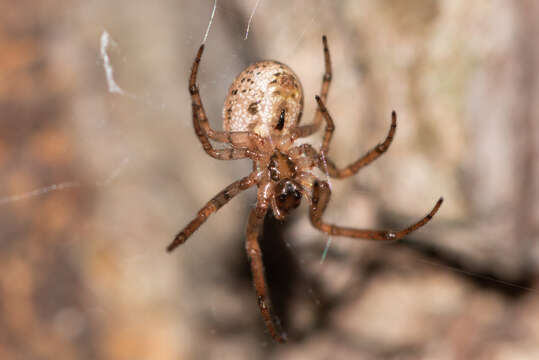 Image de Leviellus stroemi (Thorell 1870)