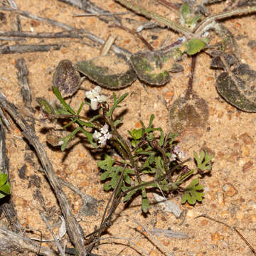 Imagem de Trachymene ornata (Endl.) Druce