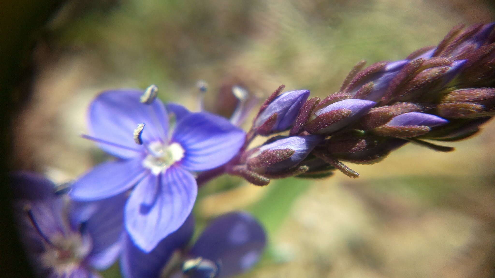 Слика од Veronica capsellicarpa Dubovik