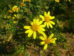 Plancia ëd Osteospermum spinosum L.