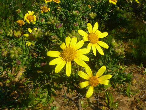 Plancia ëd Osteospermum spinosum L.