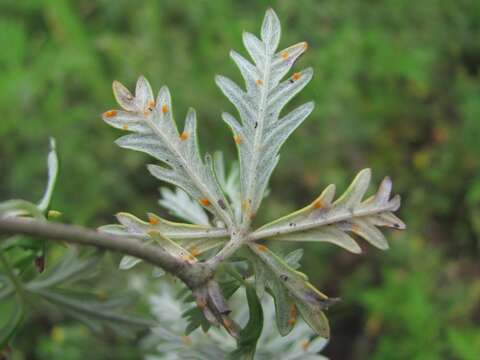 Image of Phragmidium potentillae (Pers.) P. Karst. 1878