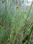 Image of Downy Willowherb