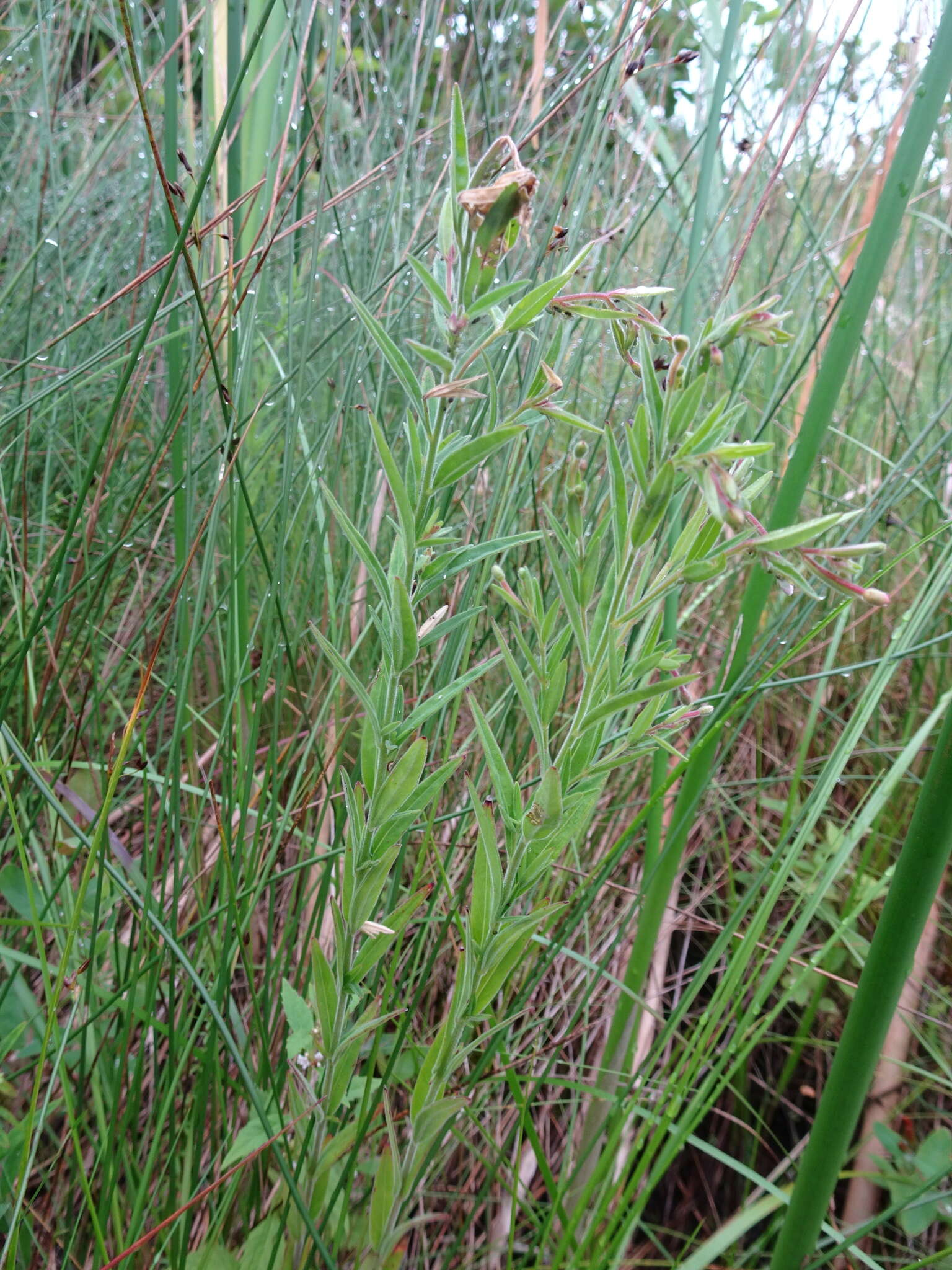 Image of Downy Willowherb