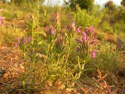 Image of Thymbra spicata L.