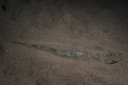 Image of Atlantic Lizardfish