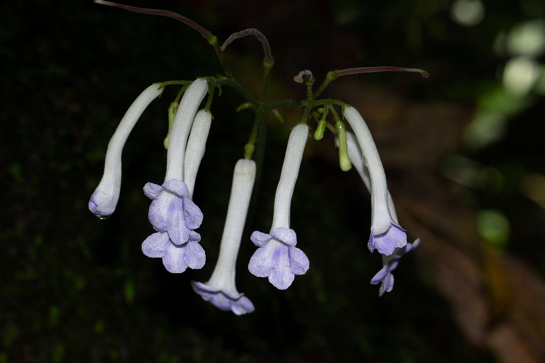 Sivun Streptocarpus solenanthus Mansf. kuva