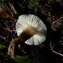 Image de Aeruginospora furfuracea E. Horak 1973