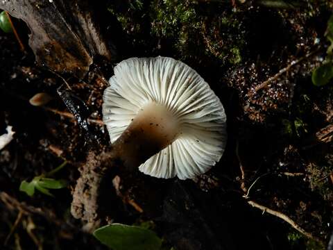 Image of Aeruginospora furfuracea E. Horak 1973