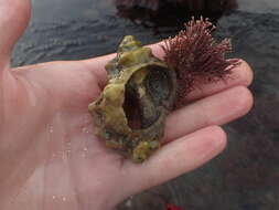 Image of California frogsnail