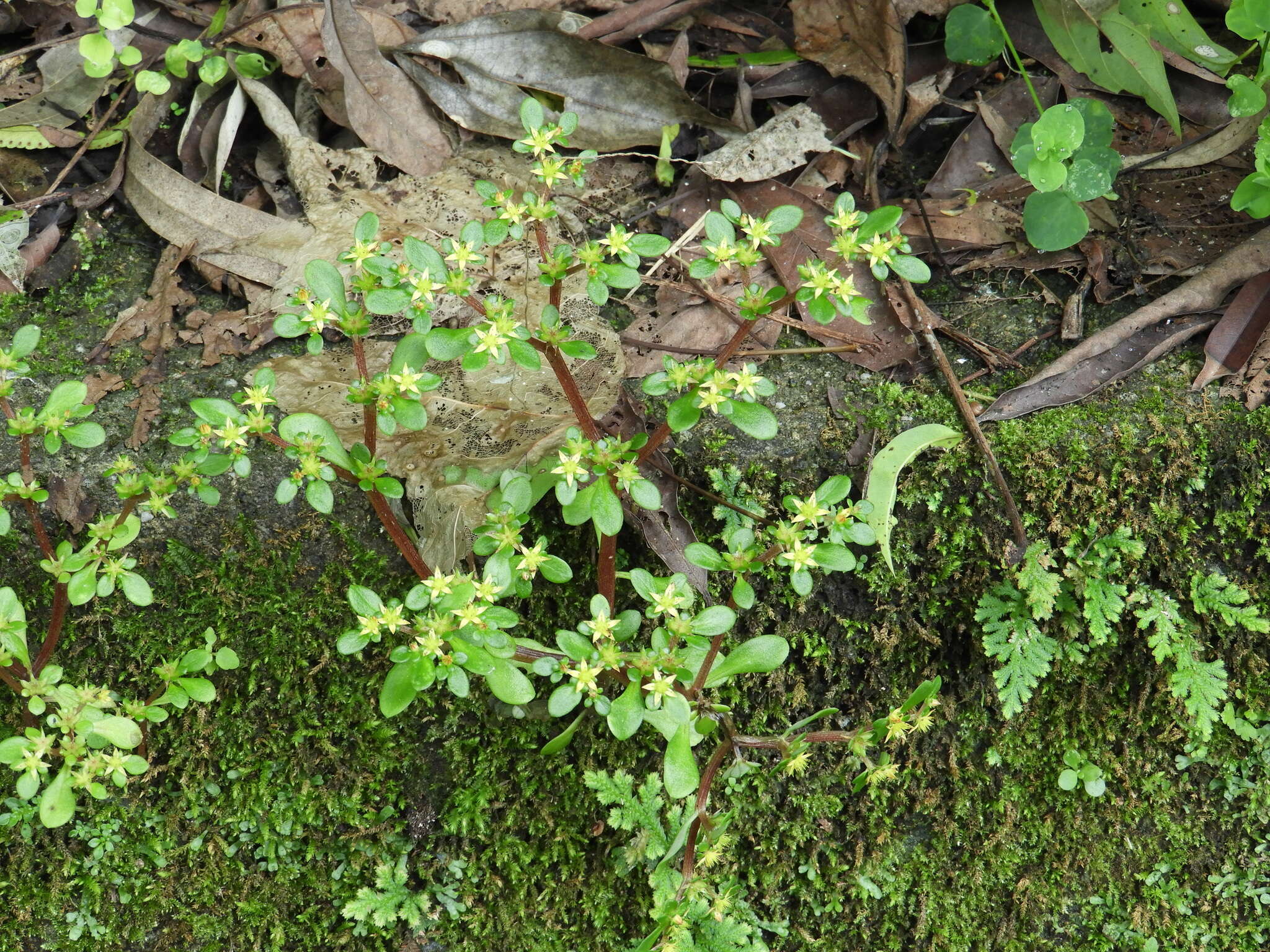 Image of Sedum actinocarpum Yamam.