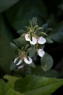 Sivun Isoglossa ciliata (Nees) Engl. kuva