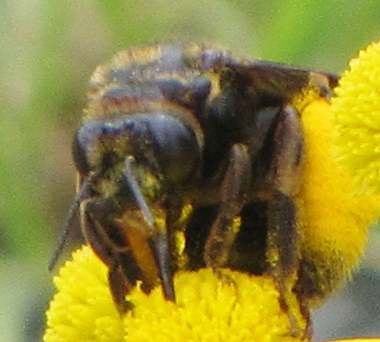 Image de Svastra obliqua caliginosa (Cresson 1879)