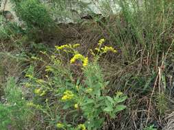 Image of western rough goldenrod