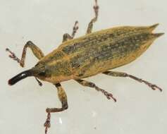 صورة Lixus mucronatus (Olivier & A. G. 1791)