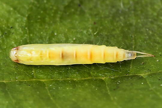 Image of Caloptilia elongella (Linnaeus 1761)