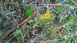 Image of Dwarf Dandelion