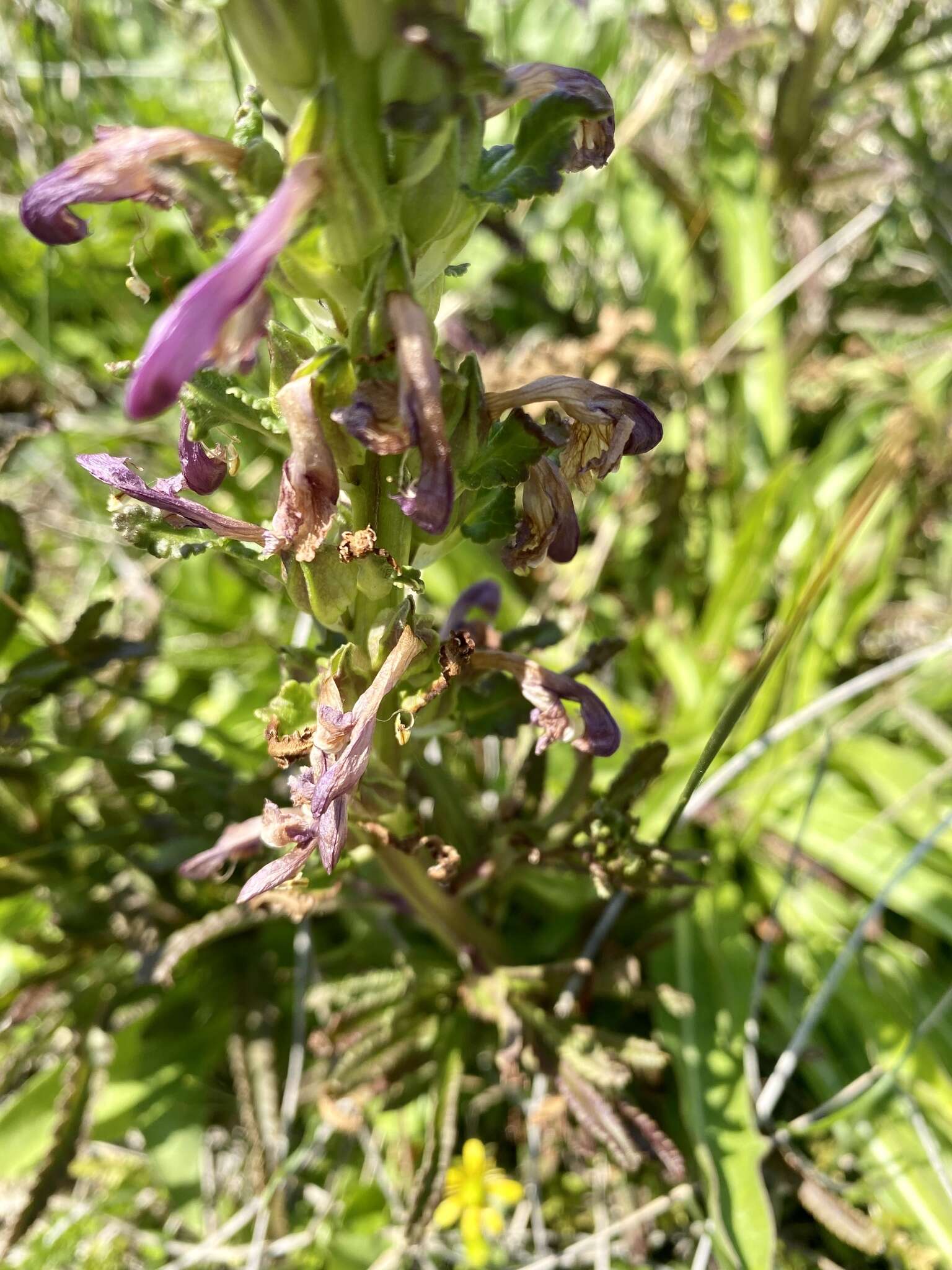 Image of Purple-Flower Lousewort