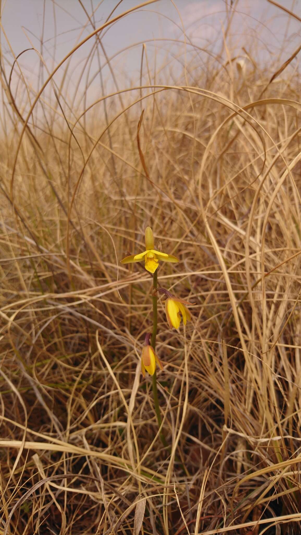 Image de Eulophia hians var. inaequalis (Schltr.) S. Thomas