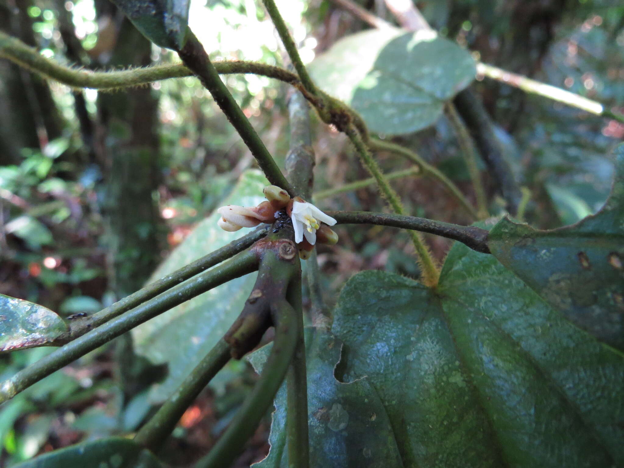 Imagem de Medicosma sessiliflora (C. T. White) T. G. Hartley