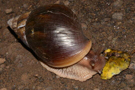 Image of Lissachatina immaculata