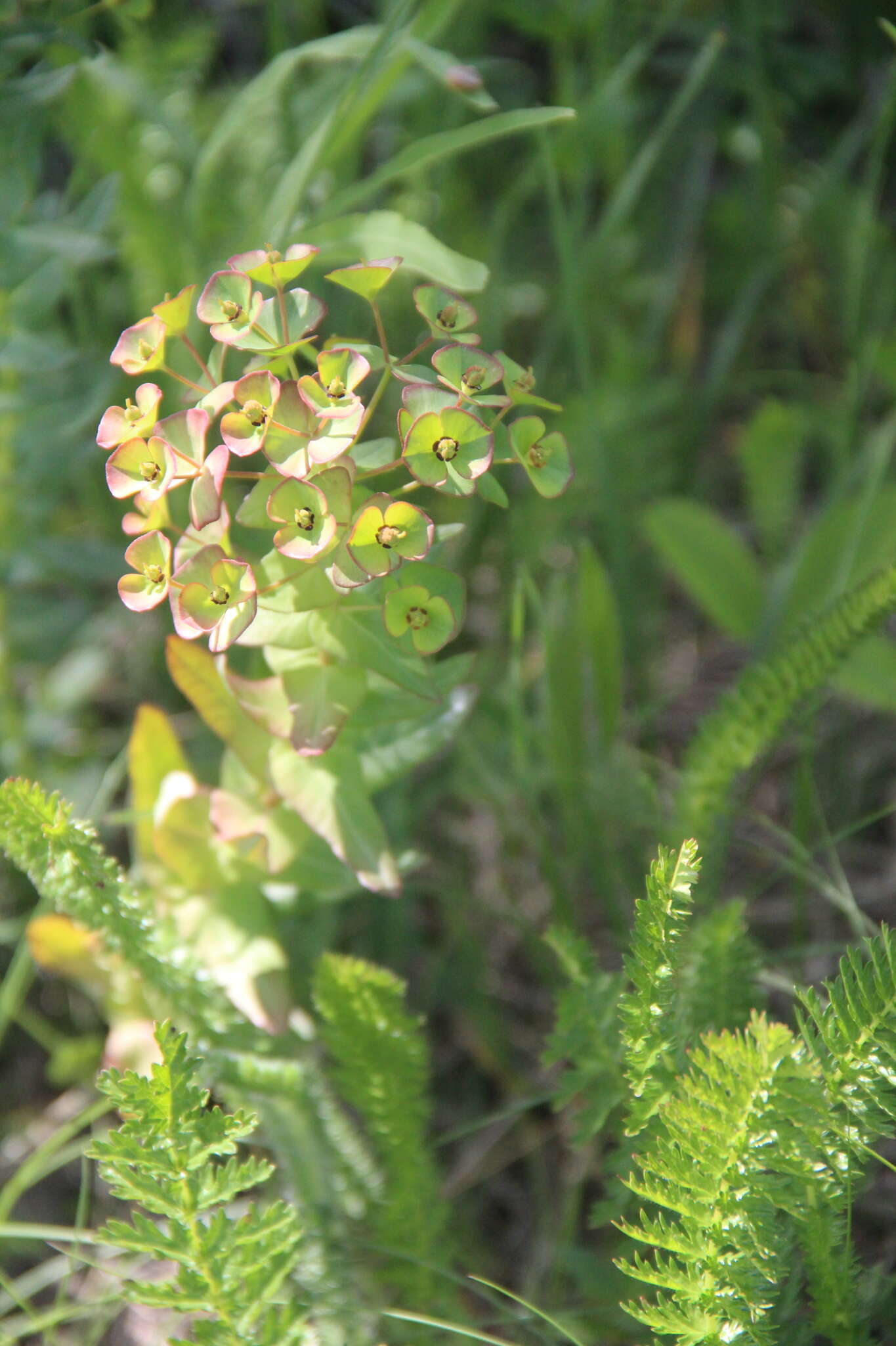 Sivun Euphorbia condylocarpa M. Bieb. kuva