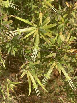 Image of Styphelia viridis Andr.