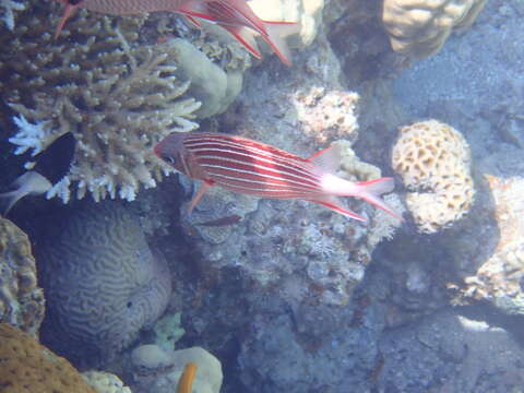 Image of Crown Squirrelfish