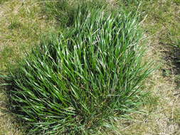 Image of wheatgrass