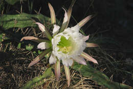 Image de Harrisia pomanensis (F. A. C. Weber ex K. Schum.) Britton & Rose