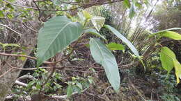 Image of Ficus variegata Bl.