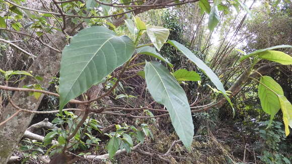 Слика од Ficus variegata Bl.