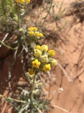 Image of Brenda's yellow cryptantha