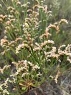 Image of Limonium australe (R. Br.) Kuntze