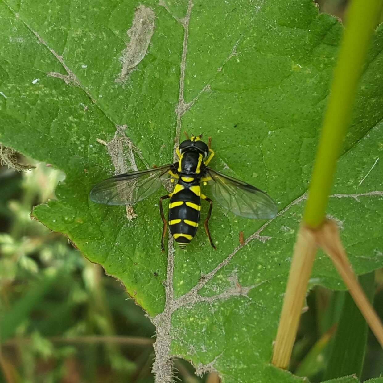 Image of Xanthogramma pedissequum (Harris 1776)