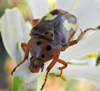 Image of Anisorrhina flavomaculata (Fabricius 1798)