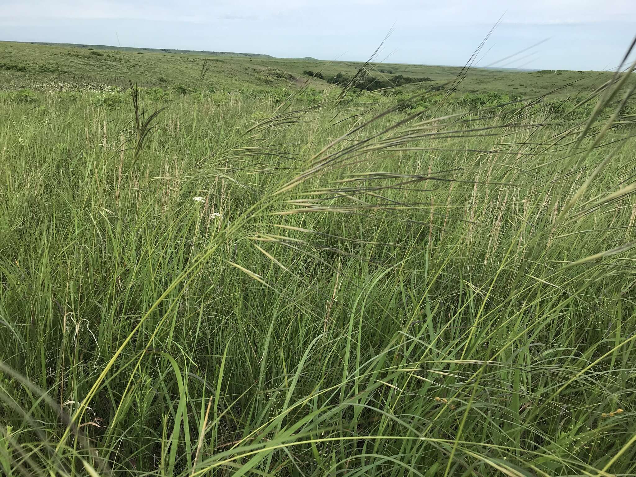 Imagem de Stipa spartea Trin.