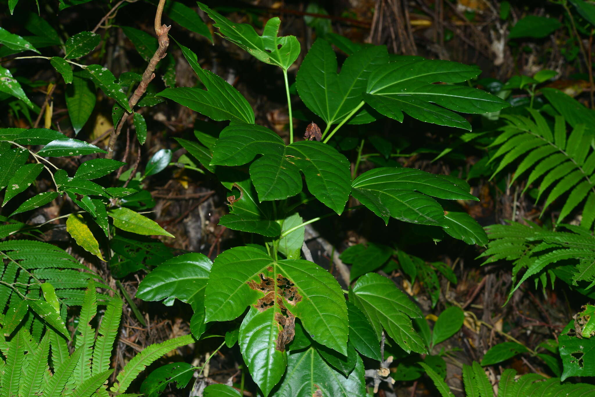 Image of Osmoxylon pectinatum (Merr.) Philipson