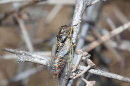 Image of blood redtail cicada