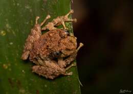 Image of Chiriqui Robber Frog