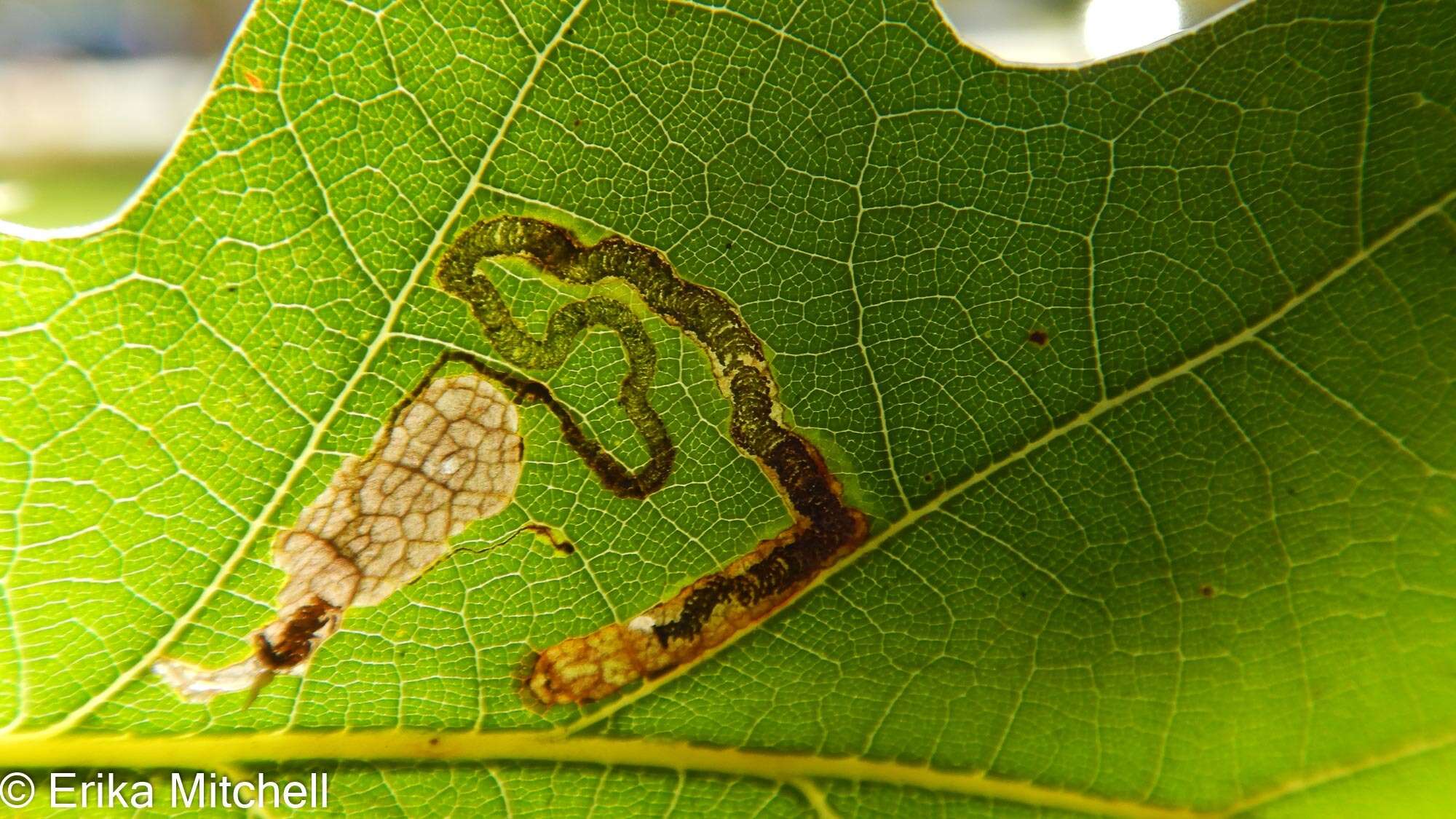 Image of Stigmella nigriverticella (Chambers 1875) Newton et al. 1982