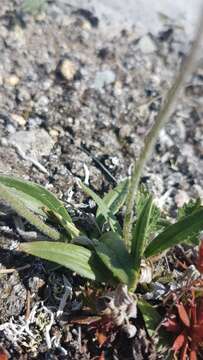 Image of gray pubescent plantain