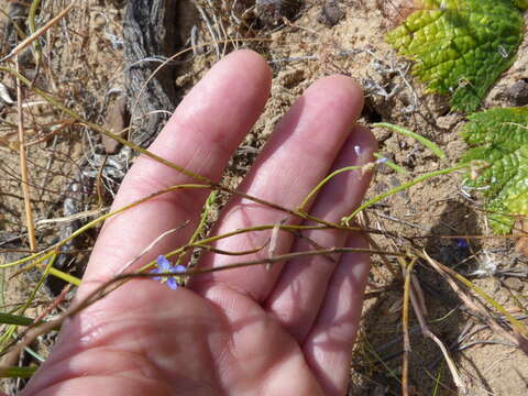 Image de Heliophila macowaniana Schltr.