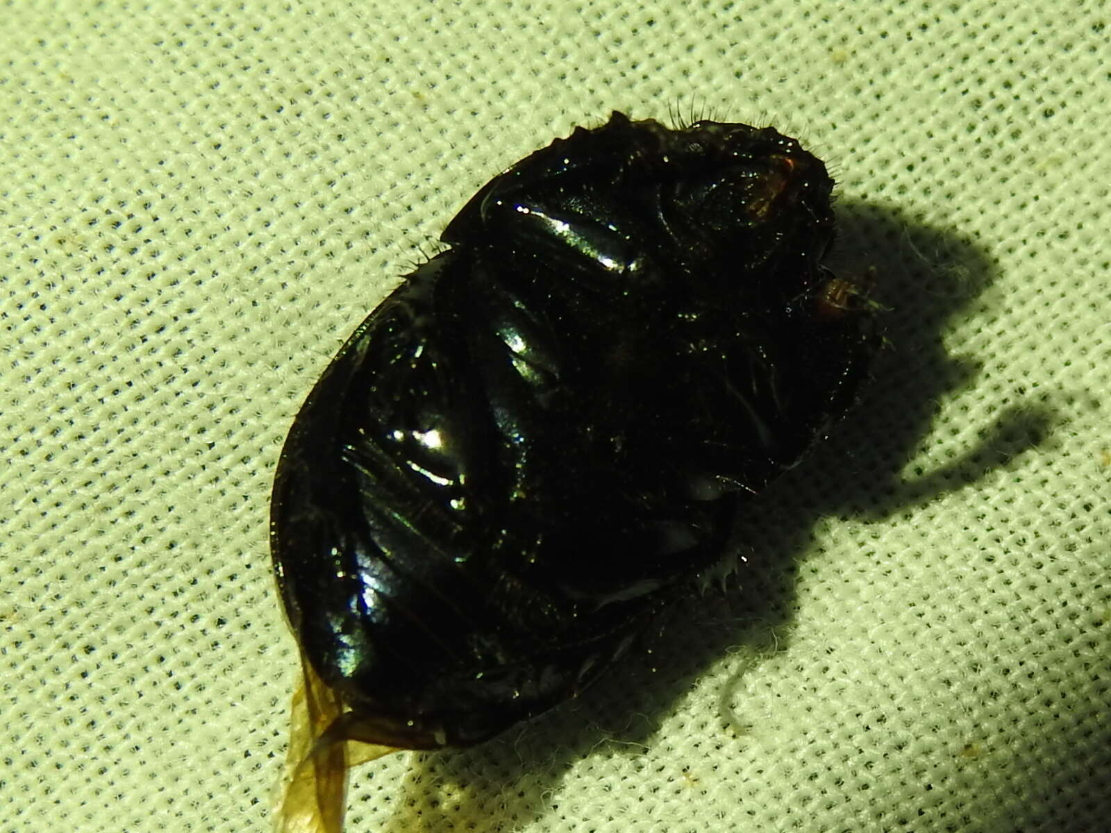 Image of Cnemotrupes semiopacus (Jekel 1865)