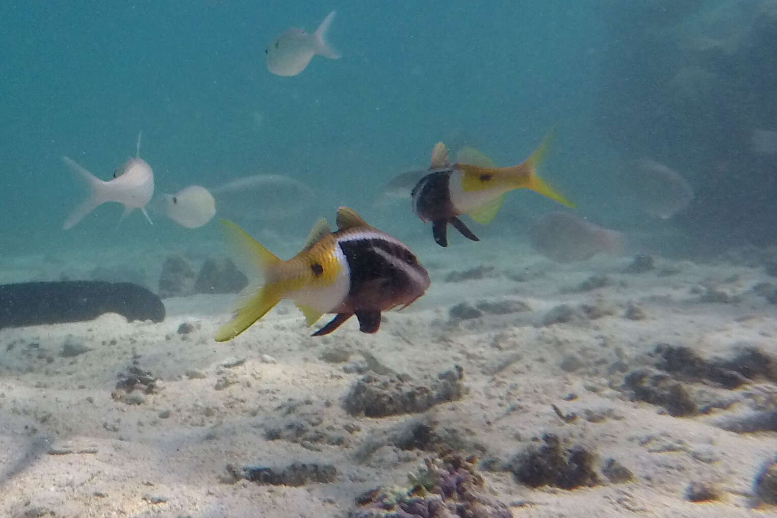 Image of Bicolor goatfish