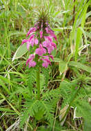 Слика од Pedicularis chamissonis Stev.